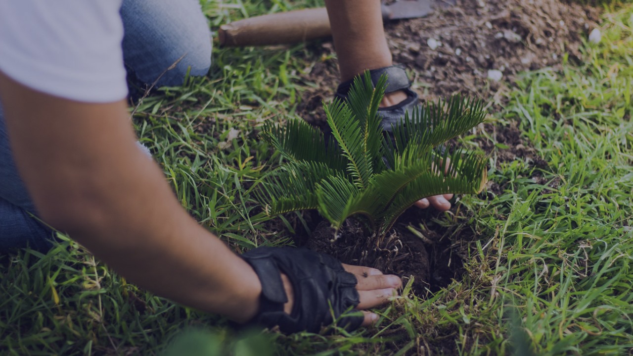 Ecology - Social Work Faithful actions for a sustainable Earth.